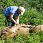 Nouvel empoisonnement de masse : 6 lions et 75 vautours tués en Tanzanie