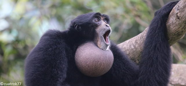 Siamangs Sumatra