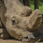 Sudan, dernier mâle rhinocéros blanc du Nord est mort