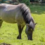 Le tarpan, un descendant oublié du cheval sauvage d’Europe