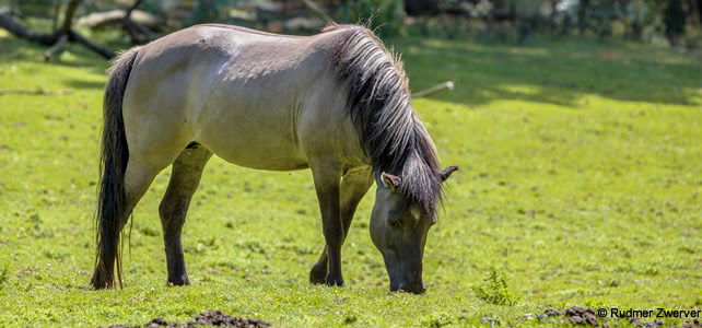 konik tarpan