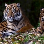 Les grands félins à l’honneur pour la Journée mondiale de la vie sauvage 2018