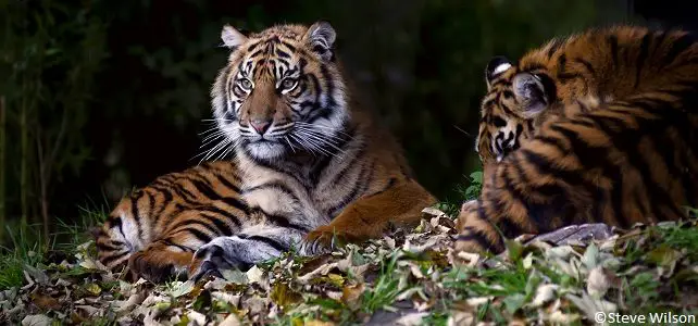 Big Cats Journée mondiale de la vie sauvage