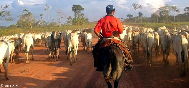 Eleveurs de bétail Brésil