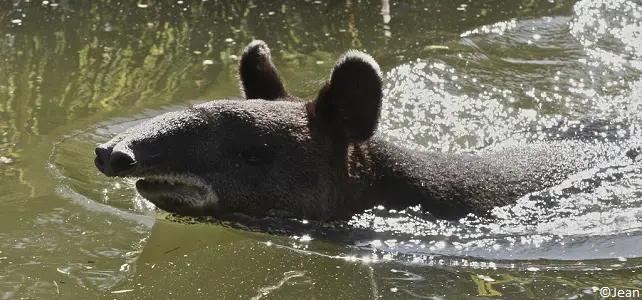Baignade tapir des Andes