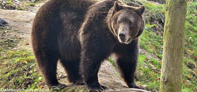 Ours brun Pyrénées