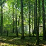La Pologne, Eden de la biodiversité européenne ?
