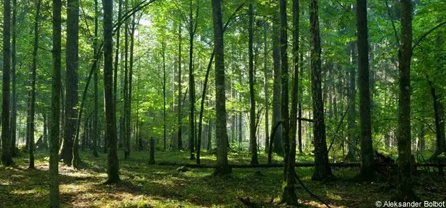 Bialowieza forest