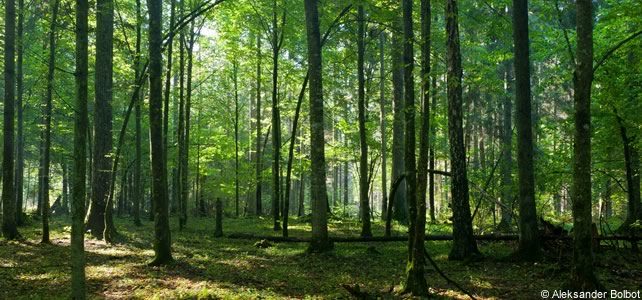 Bialowieza forest