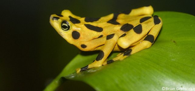 Grenouille Atelopus zeteki