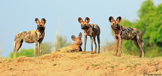 Le lycaon ou chien sauvage d