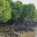 La mangrove, une barrière naturelle contre les cataclysmes