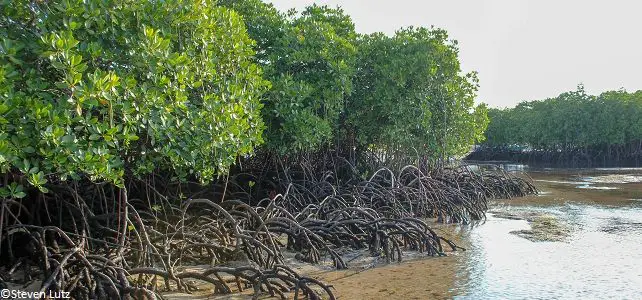 Mangrove barrière naturelle
