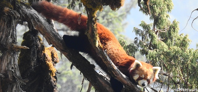 Panda roux Népal