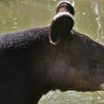 Le tapir des Andes