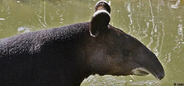 tapir des montagnes