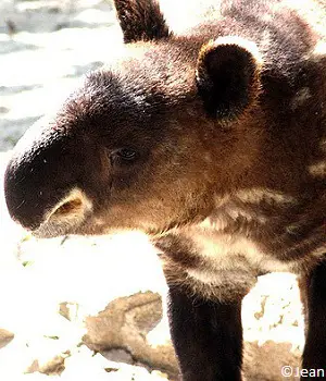 Jeune tapir des Andes