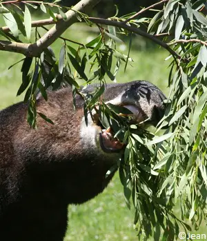 Alimentation du tapir des Andes