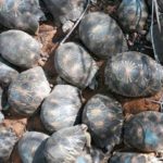 Près de 11 000 tortues radiées saisies, les associations submergées