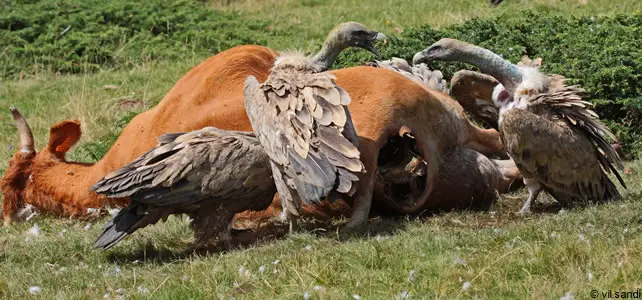 vautours fauves pyrénées