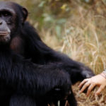 Coco, survivant et doyen du Centre de Conservation pour chimpanzés