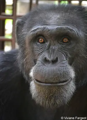 chimpanzée coco