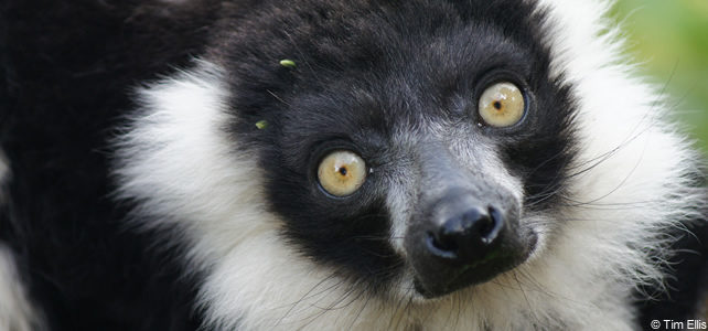 lemur vari