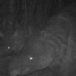 Naissances rarissimes de rhinocéros de Java observées en milieu naturel