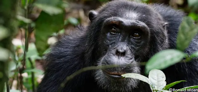Chimpanzé commun