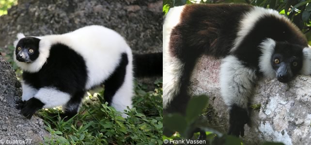 sous espèce vari noir et blanc