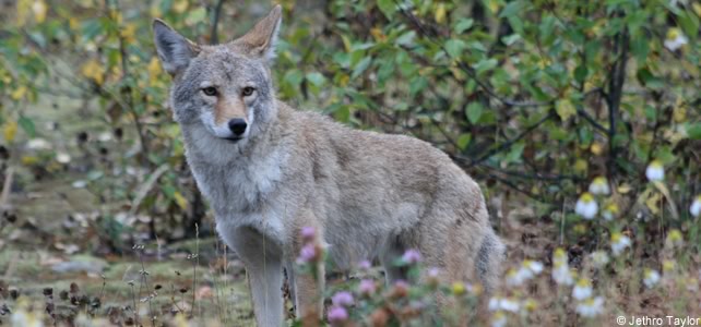 canis latrans