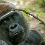 Des gorilles et des chimpanzés plus nombreux que prévu mais toujours menacés