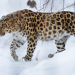 La population sauvage du léopard de l’Amour a triplé en dix ans