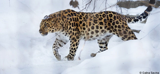 Faune et Flore insolite  - Page 18 Leopard-amour-neige-642x300