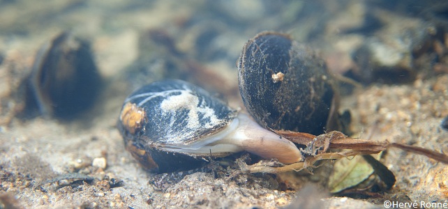 Moule perlière d'eau douce