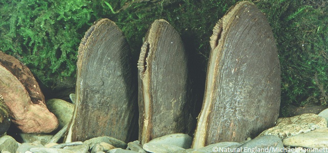 Mulettes perlières d'eau douce