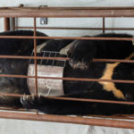 Le Vietnam met fin aux fermes de bile d’ours lentement mais sûrement
