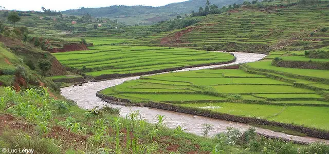 culture du riz Madagascar