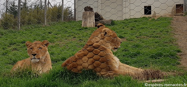 Lions Tonga Terre d'Accueil