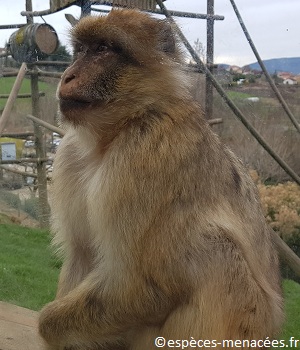 Singes magots Tonga Terre d'Accueil