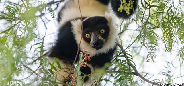 lemur vari noir et blanc