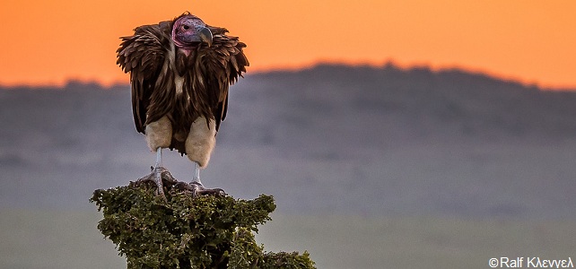 Le condor de Californie - Article 2