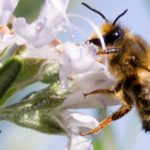 Les Assises nationales de la biodiversité : qu’est-ce que c’est ?