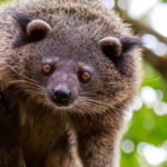 A la découverte du binturong avec Pauline Kayser