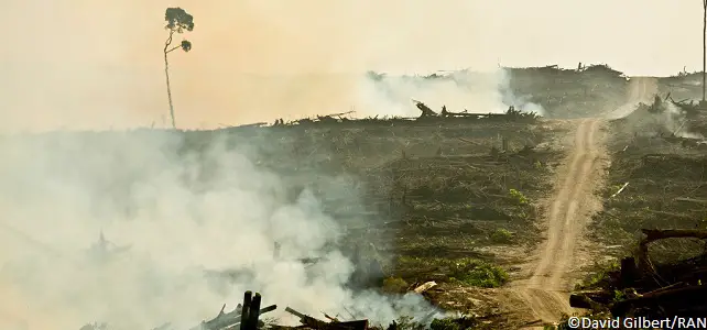 Déforestation à Bornéo