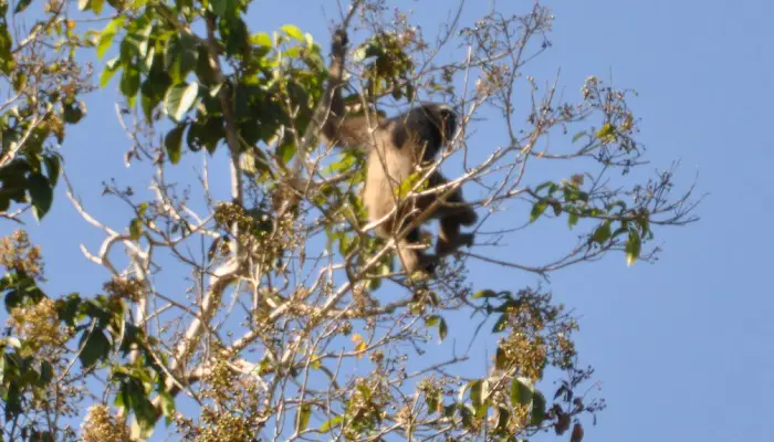Gibbon à barbe blanche