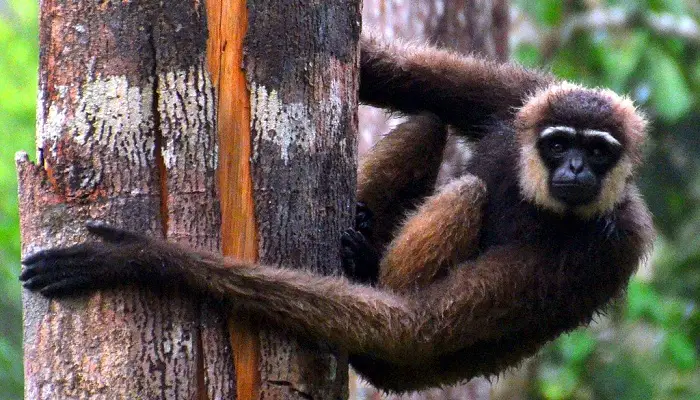 Gibbon de Müller / ©Austronesian Expeditions