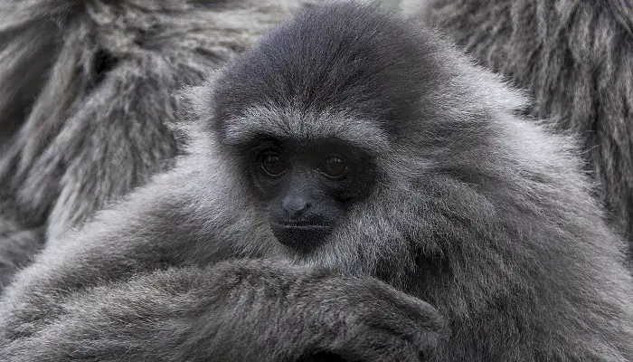 Gibbon de Moloch