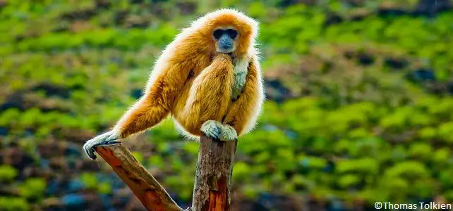 Gibbons d'Indonésie menacés