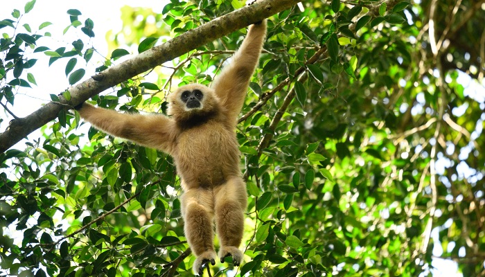 Gibbon à mains blanches